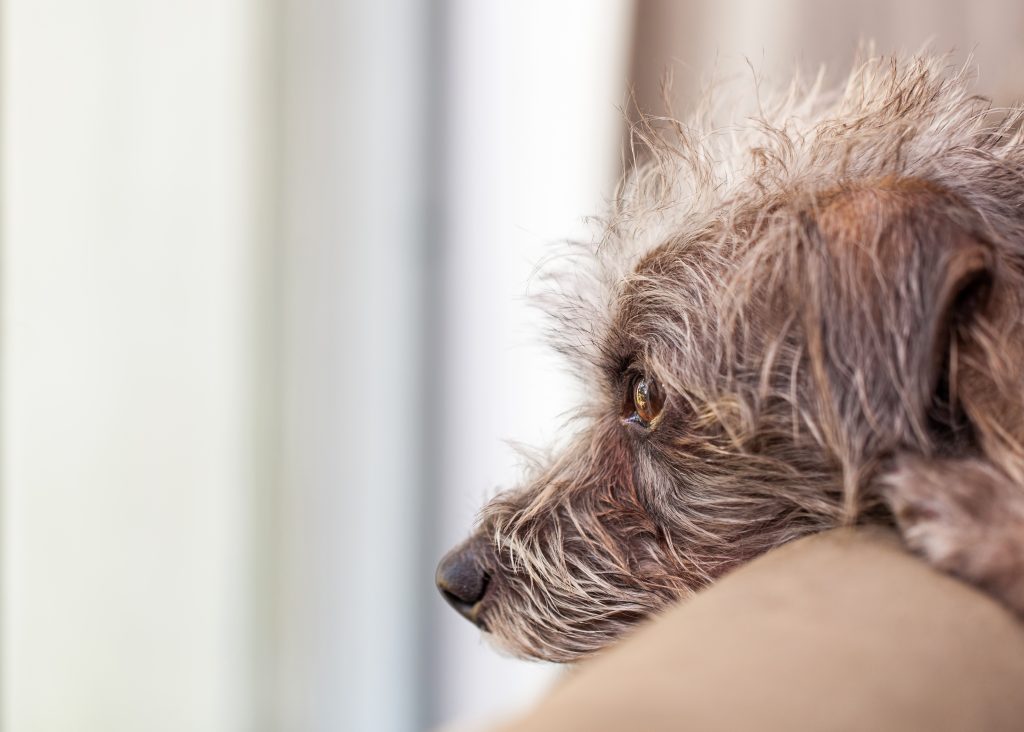 Scruffy dog with head on back of sofa looking out window
