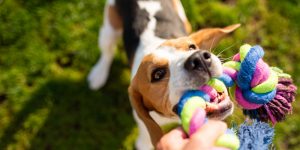 Beagle playing tug-of-war game with a toy.