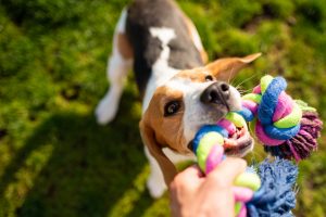 Beagle playing tug-of-war game with a toy.