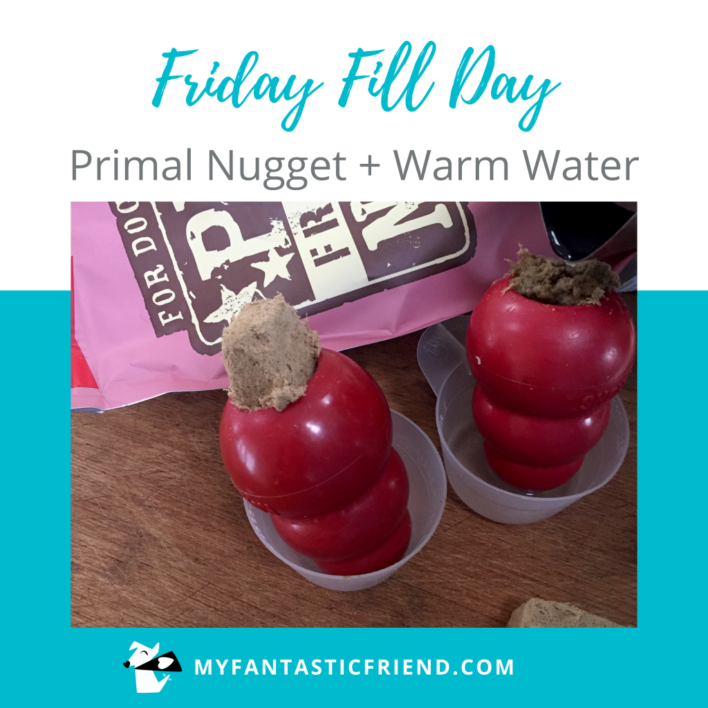 Food puzzles — Kong with Primal Nugget and warm water.