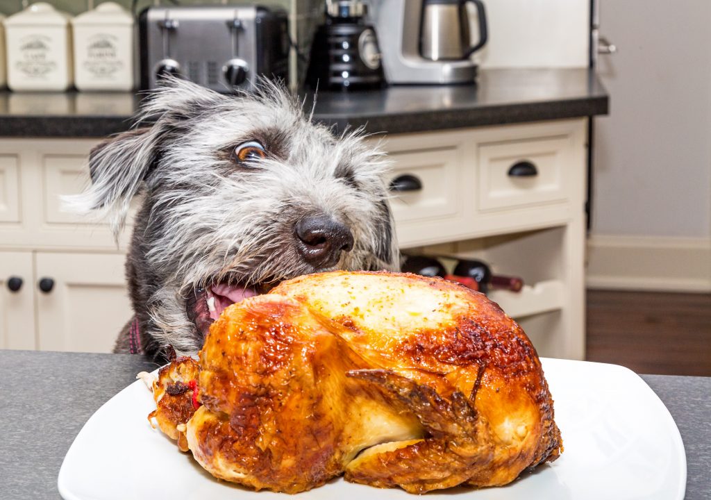 Dog eating roast chicken from a plate on the countertop. Read on to hear about quick fixes for dog behavior problems.